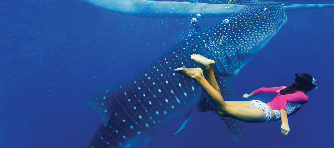 Adrenaline Adventures | Swimming with Whale Sharks