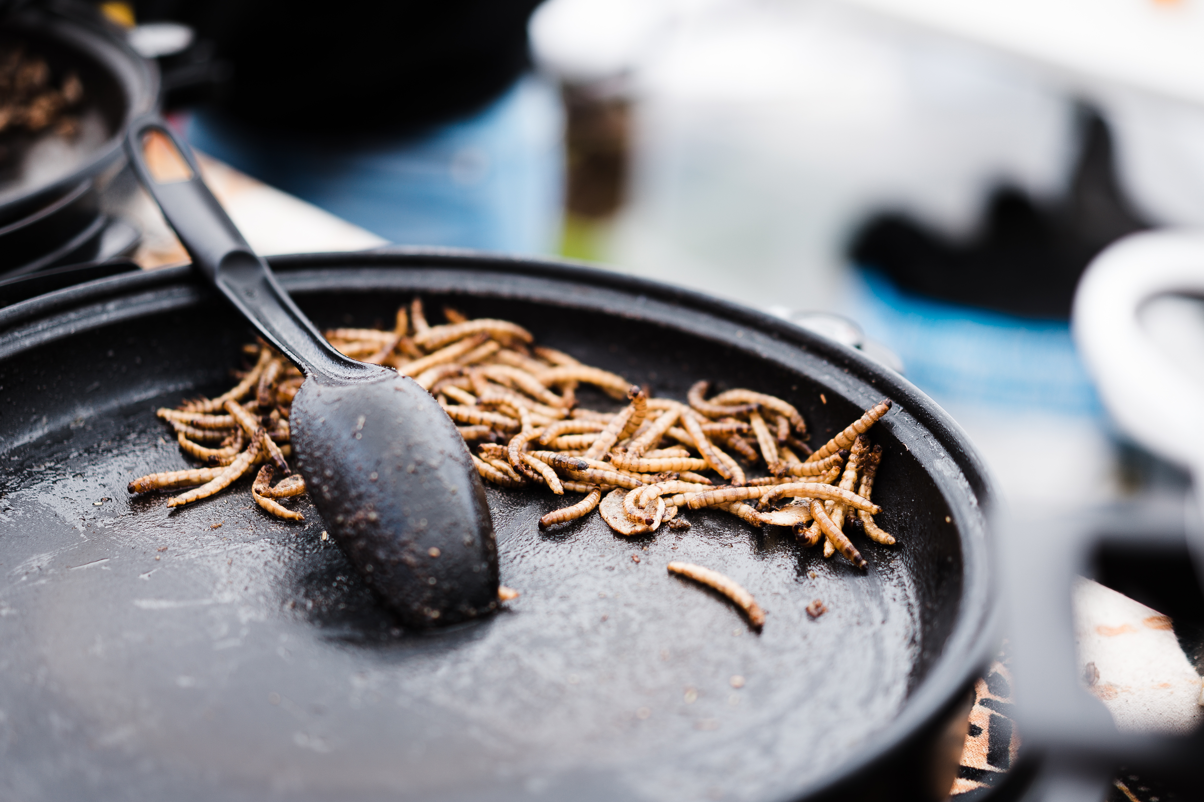 fried-caterpillars-traditional-exotic-asian-food-picjumbo-com fried-caterpillars-traditional-exotic-asian-food-picjumbo-com